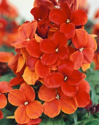 Picture of Wallflower Bedder Varieties - Scarlet